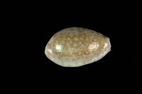 藏品(中華寶螺)的圖片